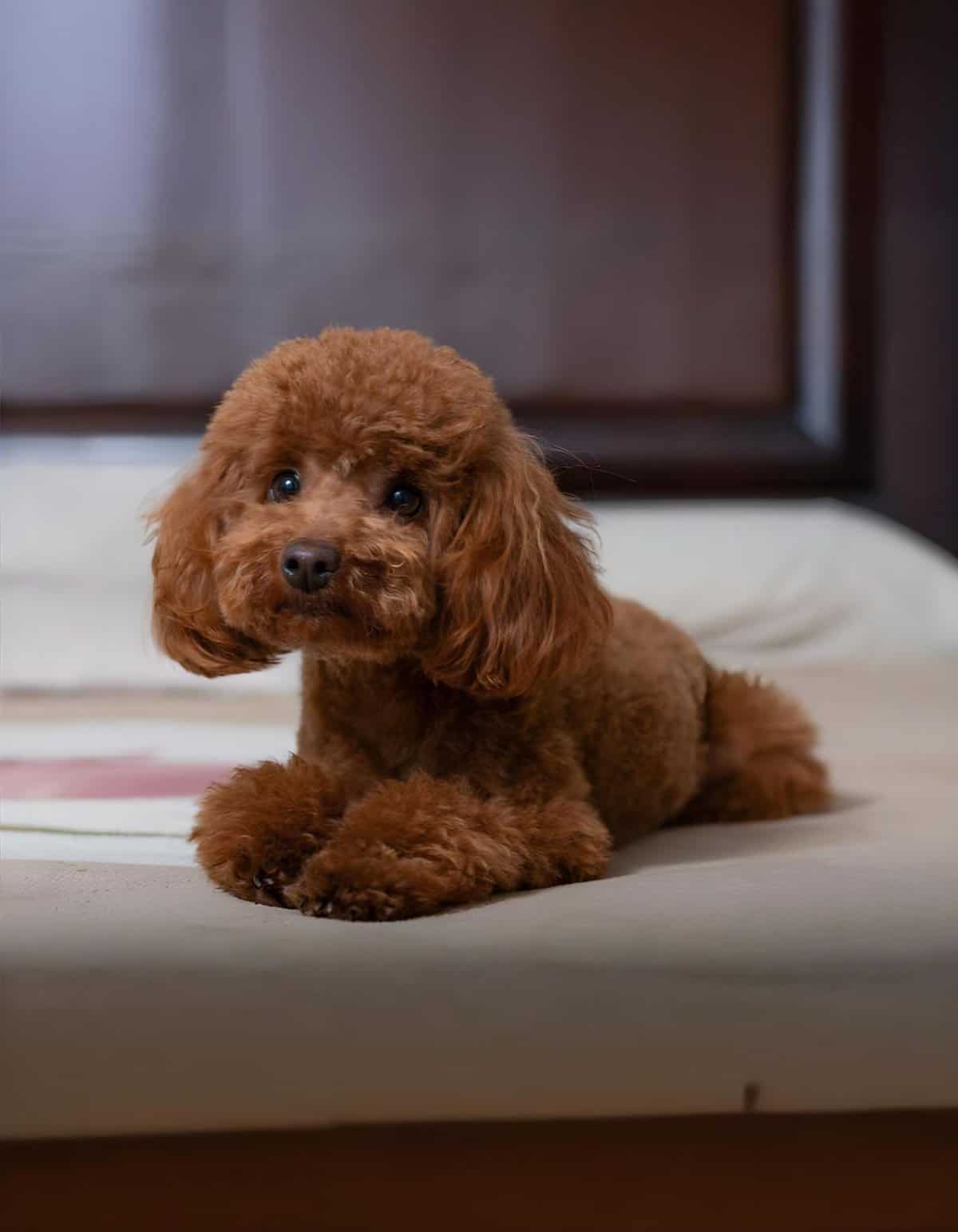 Adorable brown poodle puppy resting on a bed, showcasing fluffy fur and expressive eyes.