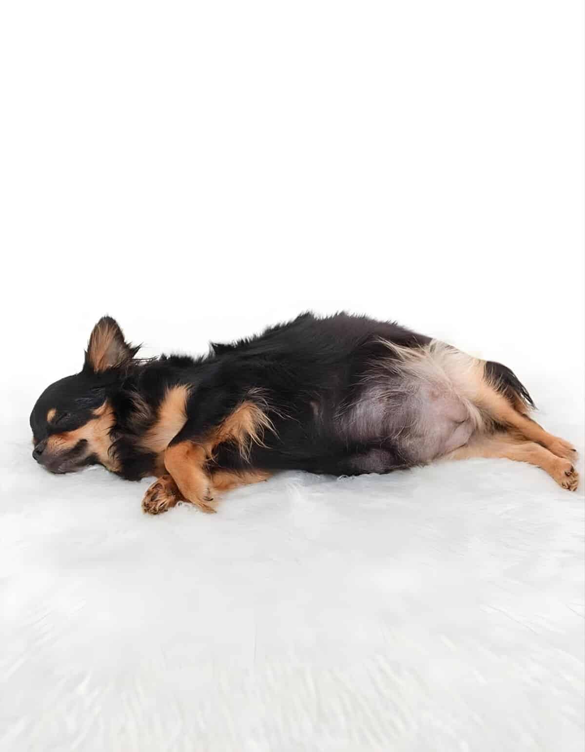 Dog lying down, resting peacefully on a clean white background highlighting comfort and relaxation.
