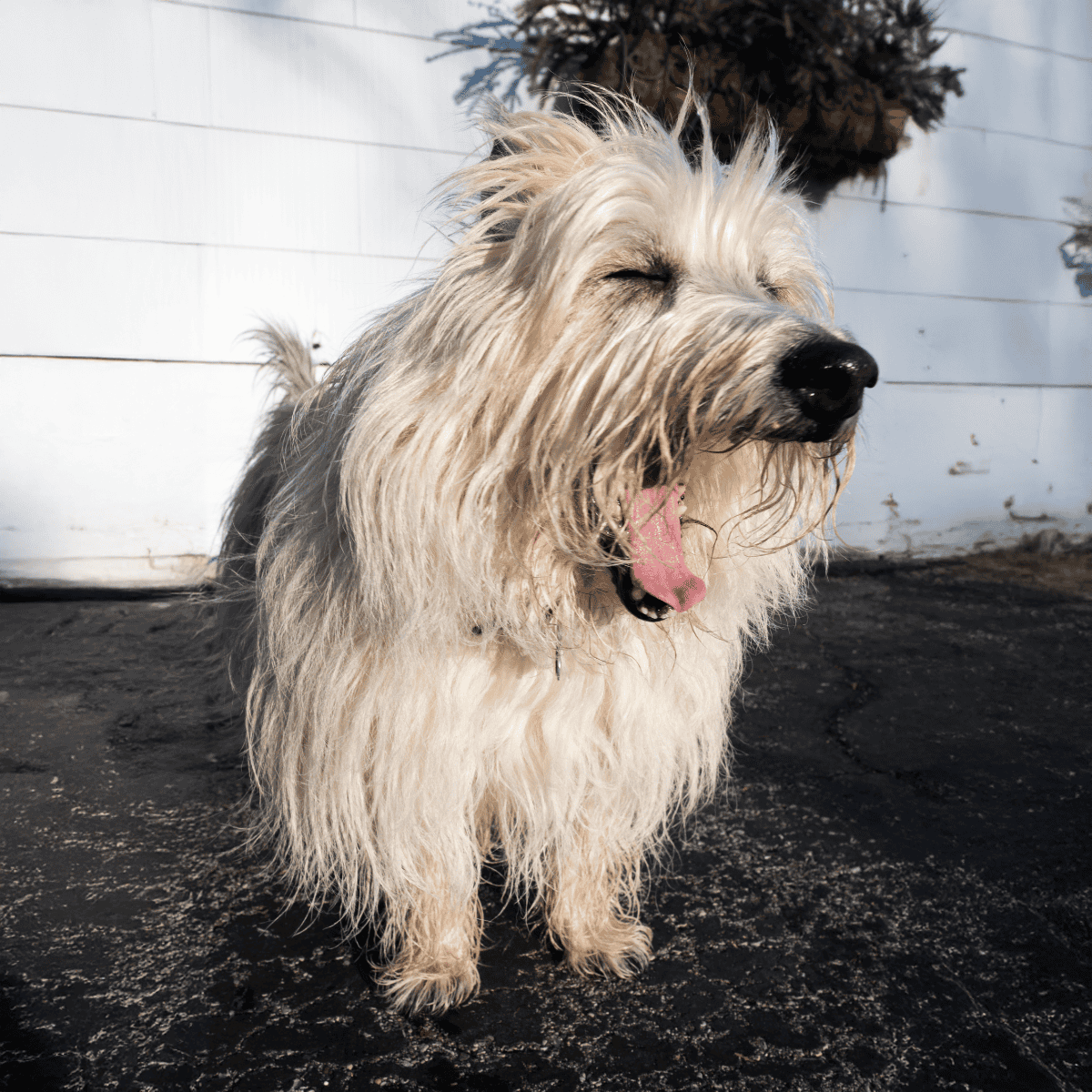 Playful dog with a happy expression, outdoor setting, fluffy coat, and healthy appearance.