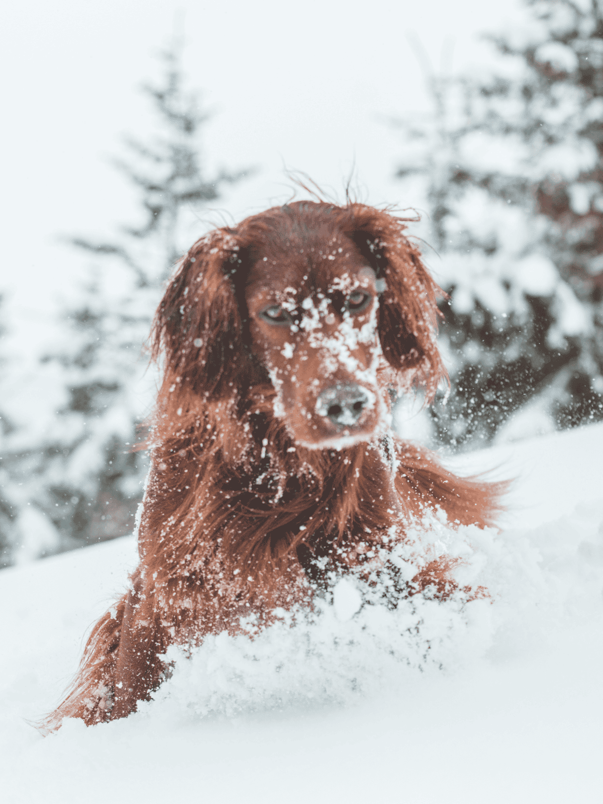 Adorable dog playing in the snow outdoors, showing joy and energy in winter landscape, perfect for dog lovers and pet safety.