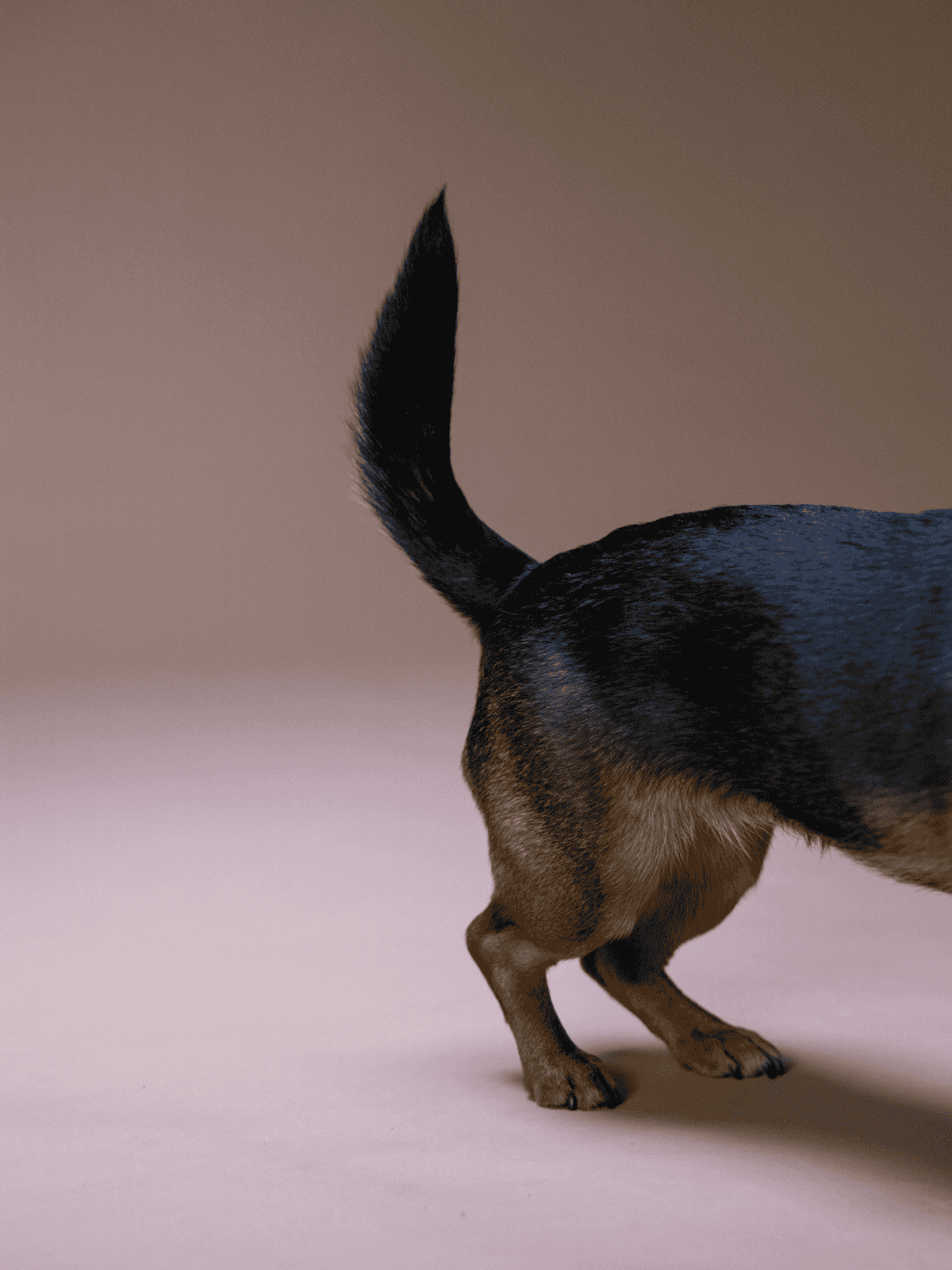Close-up of a Chihuahua's tail and hind legs on neutral background.