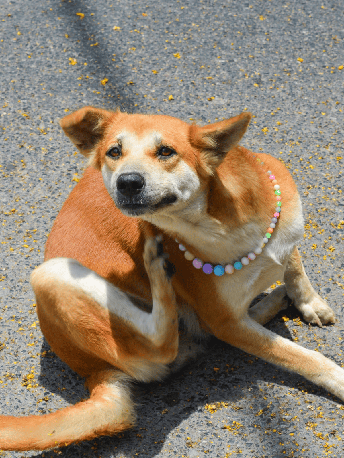 Dog with colorful beaded collar lying on pavement, cheerful and relaxed. Perfect for dog grooming, health, and pet care visuals.