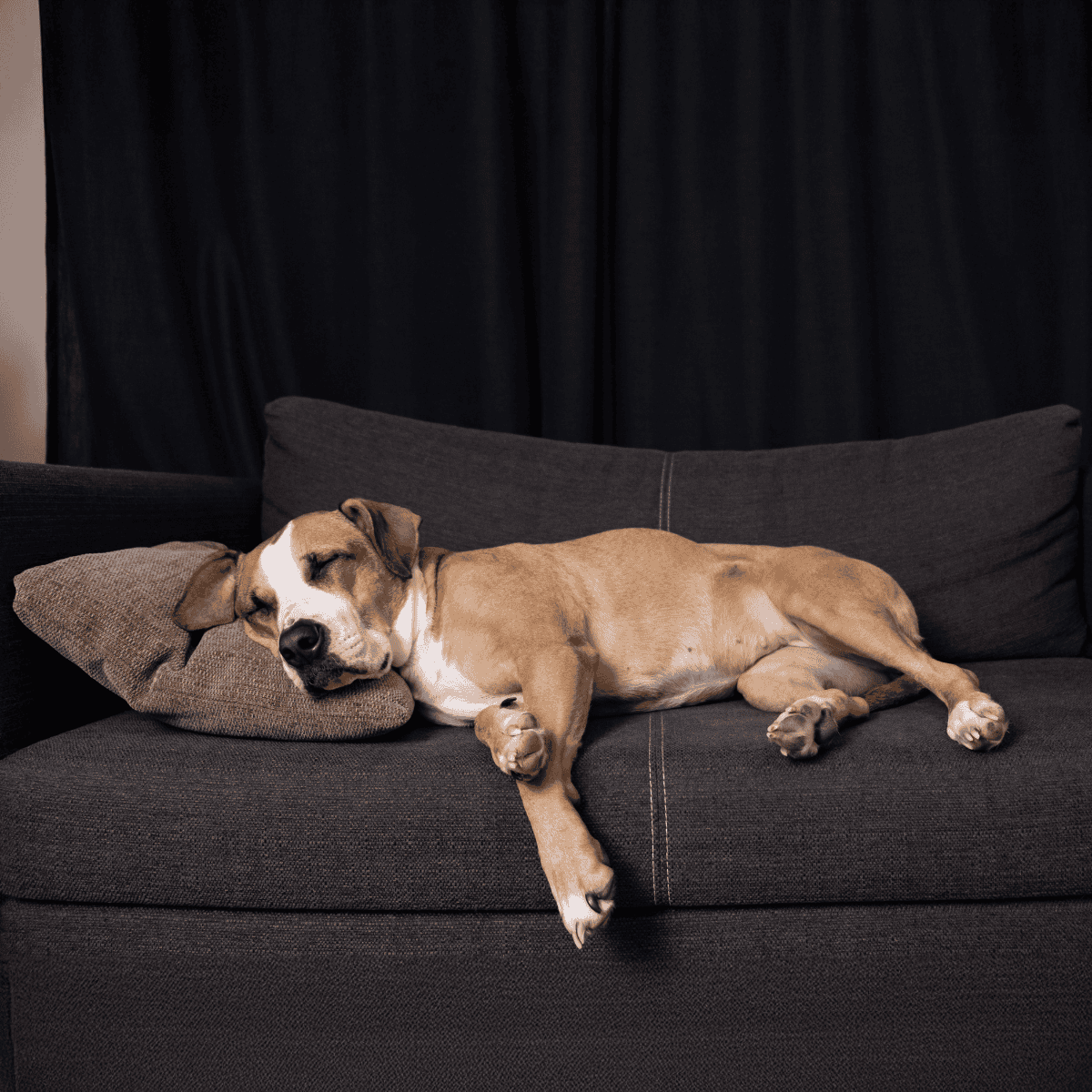 Dog lying peacefully on couch with cushion, sleeping dog, relaxed pet, cozy home vibe.