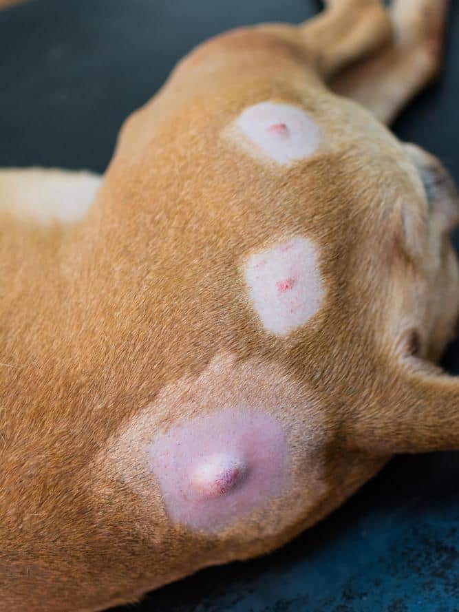 Close-up of canine skin with three round lumps or tumors.