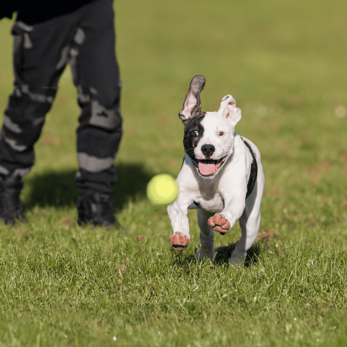 Dog chasing tennis ball during playtime in a park setting.