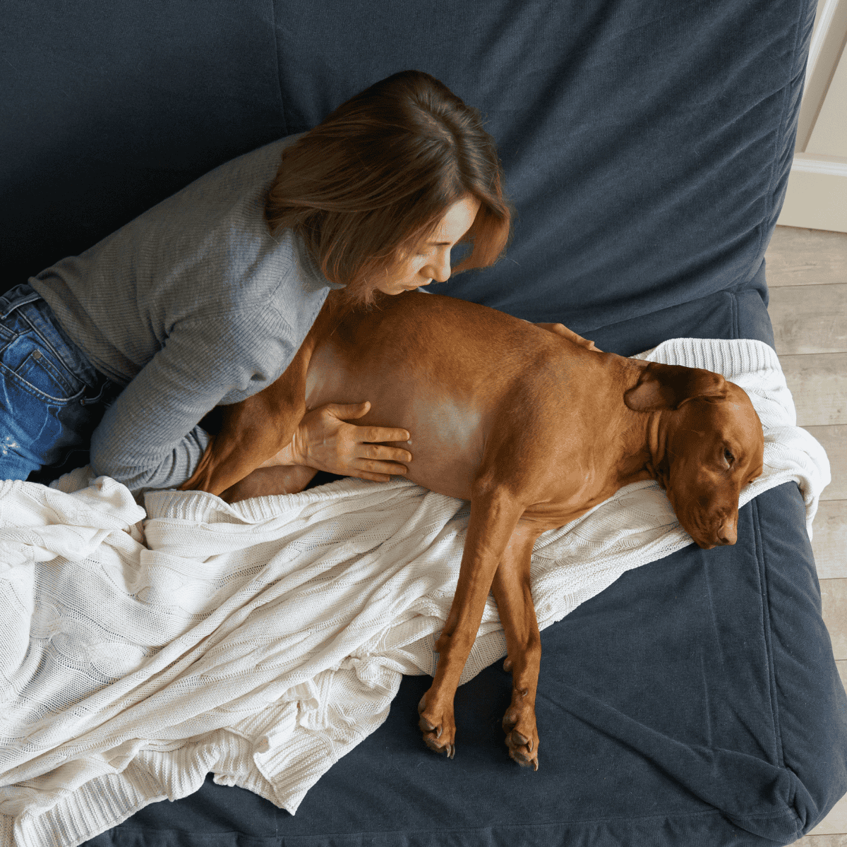 Dog lying on couch with owner during relaxation and health check.