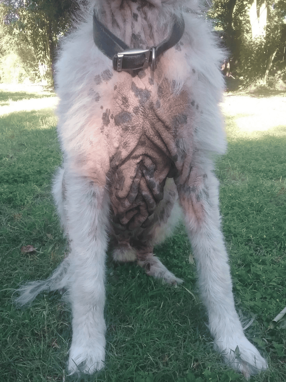 Organic dog care and grooming tips for large breeds.