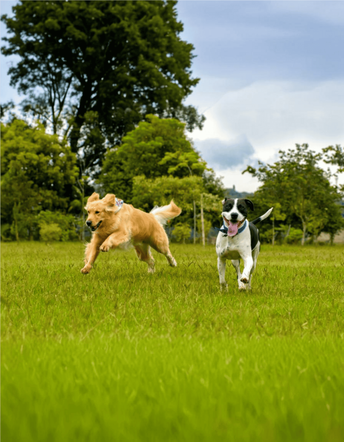 Happy dogs playing outdoors in a grassy park with trees and blue sky.