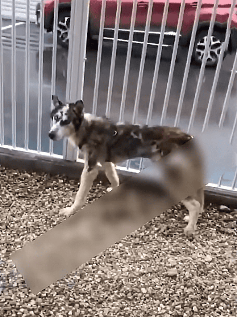 Adorable puppy navigating agility training obstacle in outdoor dog park.