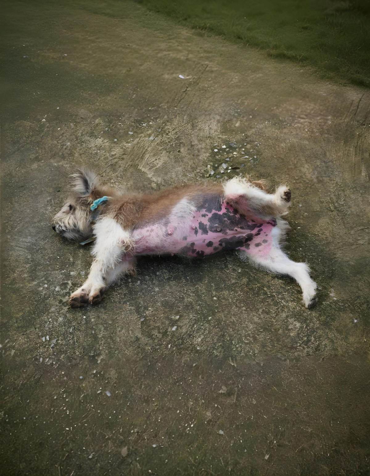 Relaxed dog with a large wound on its underside.