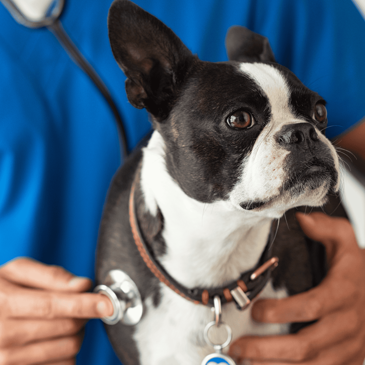 Dog receiving a health checkup from veterinarian, close-up of Boston Terrier, health assessment for dogs.