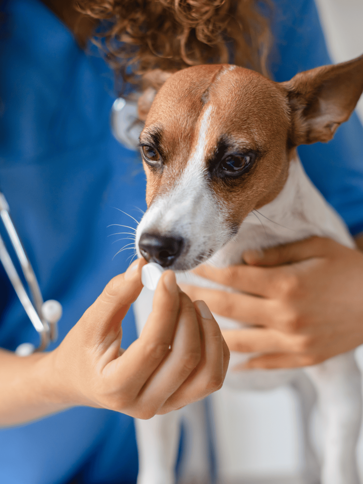 Dog receiving medication in a veterinary clinic for health and wellness.