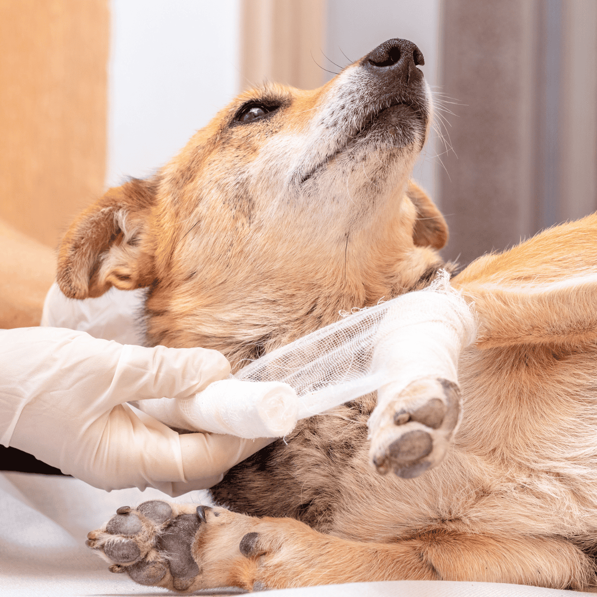 Doglying on vet table, receiving medical treatment.