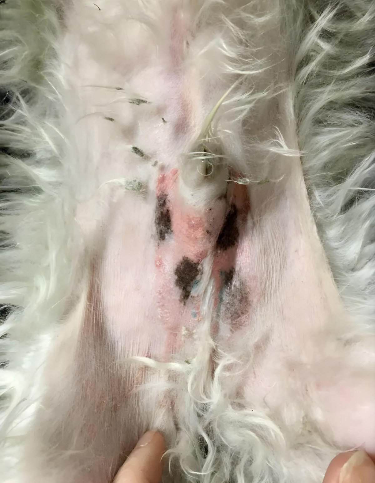 Close-up of a dog’s irritated skin with hair loss and redness.