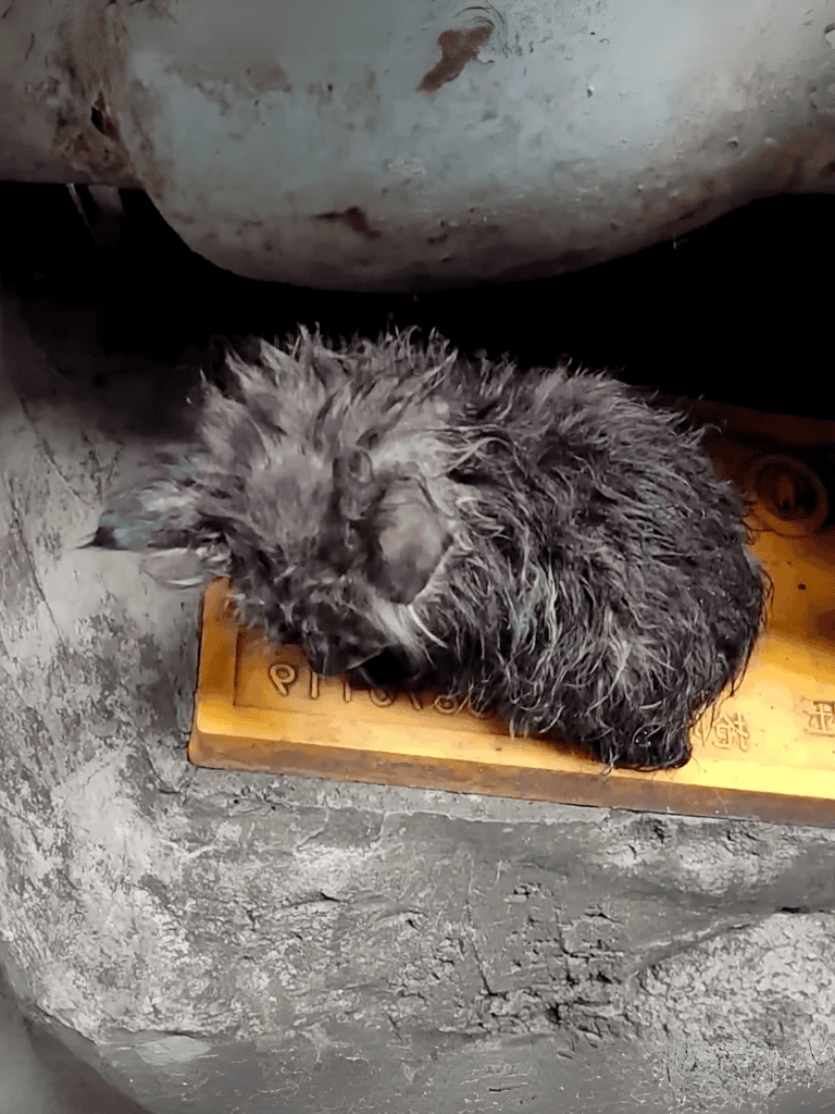 Cute wet kitten resting in a cozy spot.