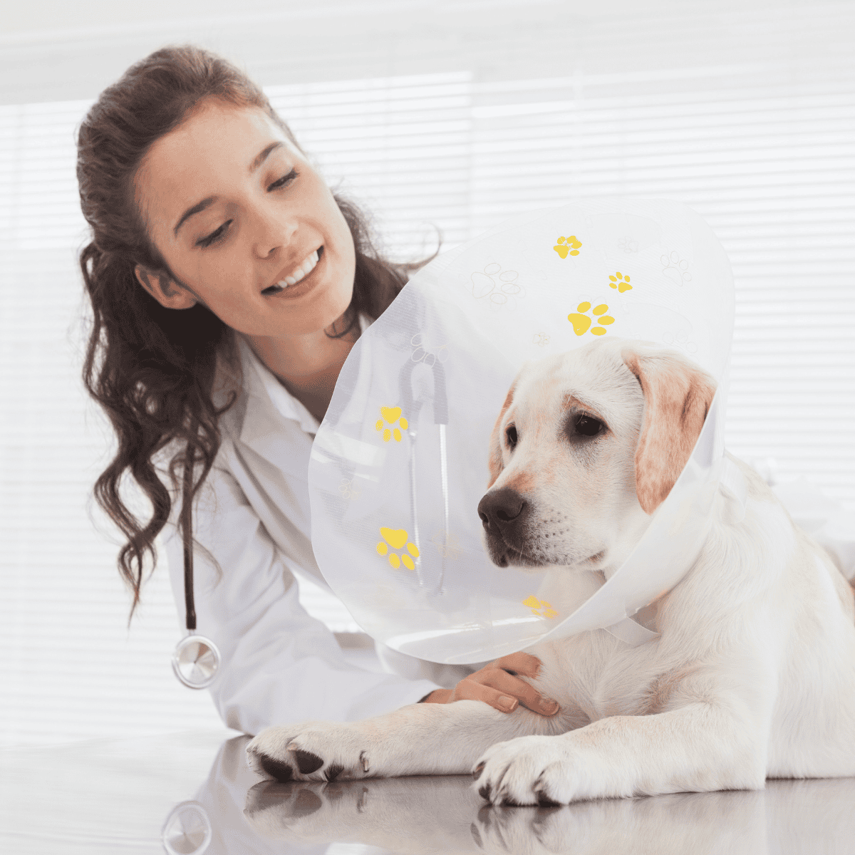 Vet with dog cone, veterinary care for dogs, animal health, dog injury, pet treatment.