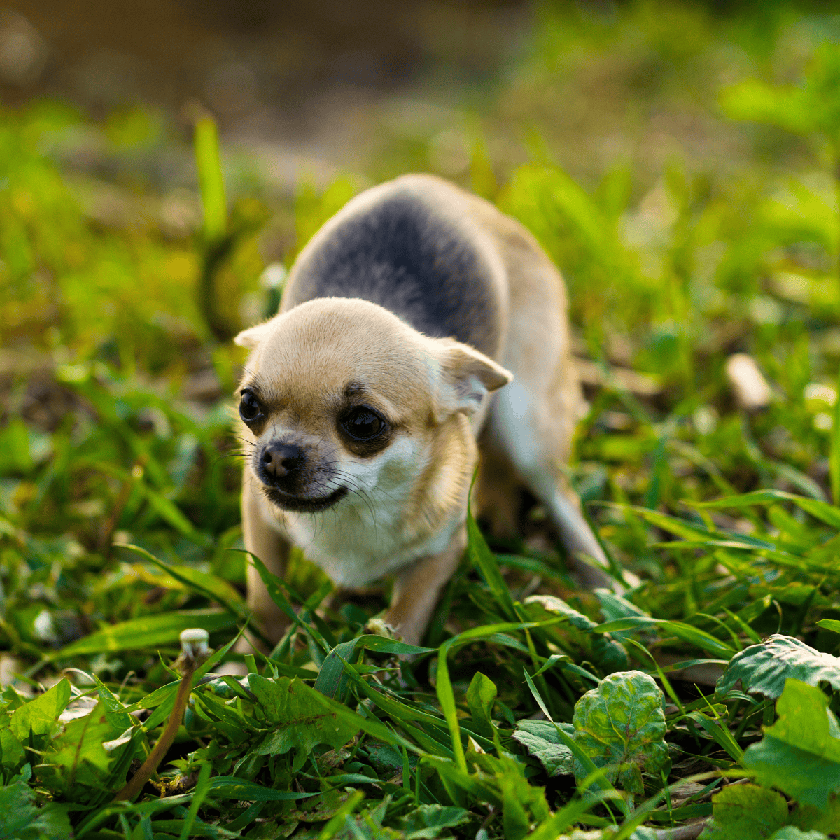 Cute small Chihuahua puppy exploring grassy field outdoors.