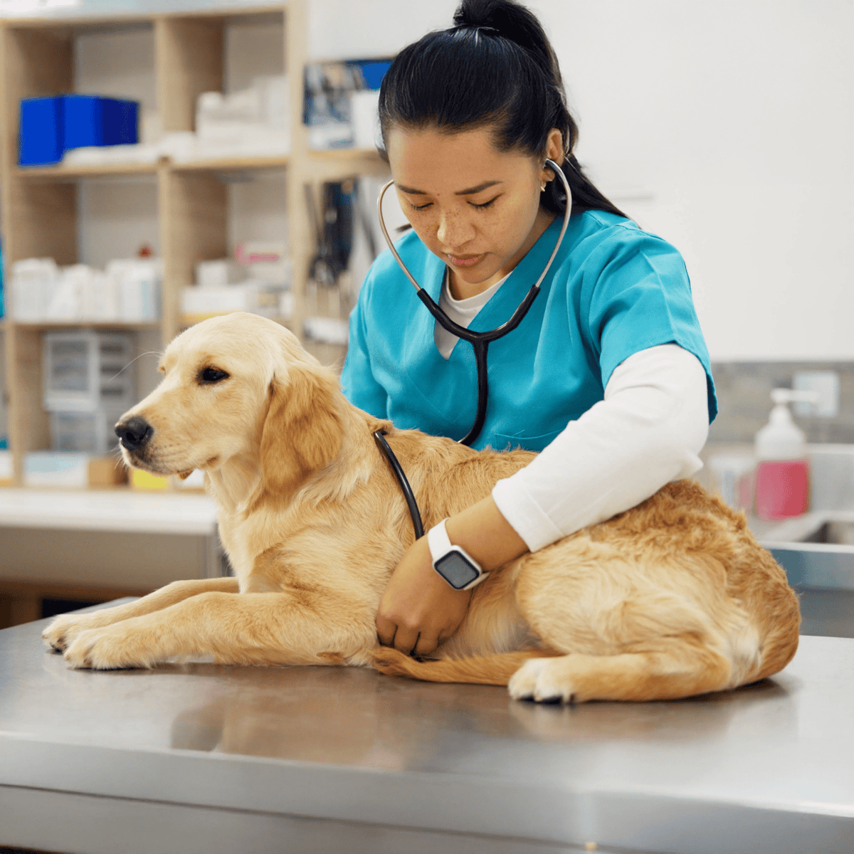 Dog health checkup by veterinarian with stethoscope.