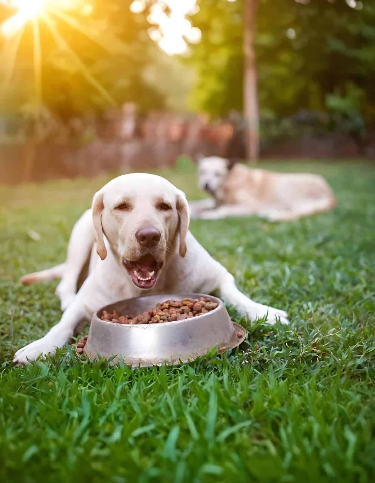 Happy dog enjoying food outside in the sunlight.