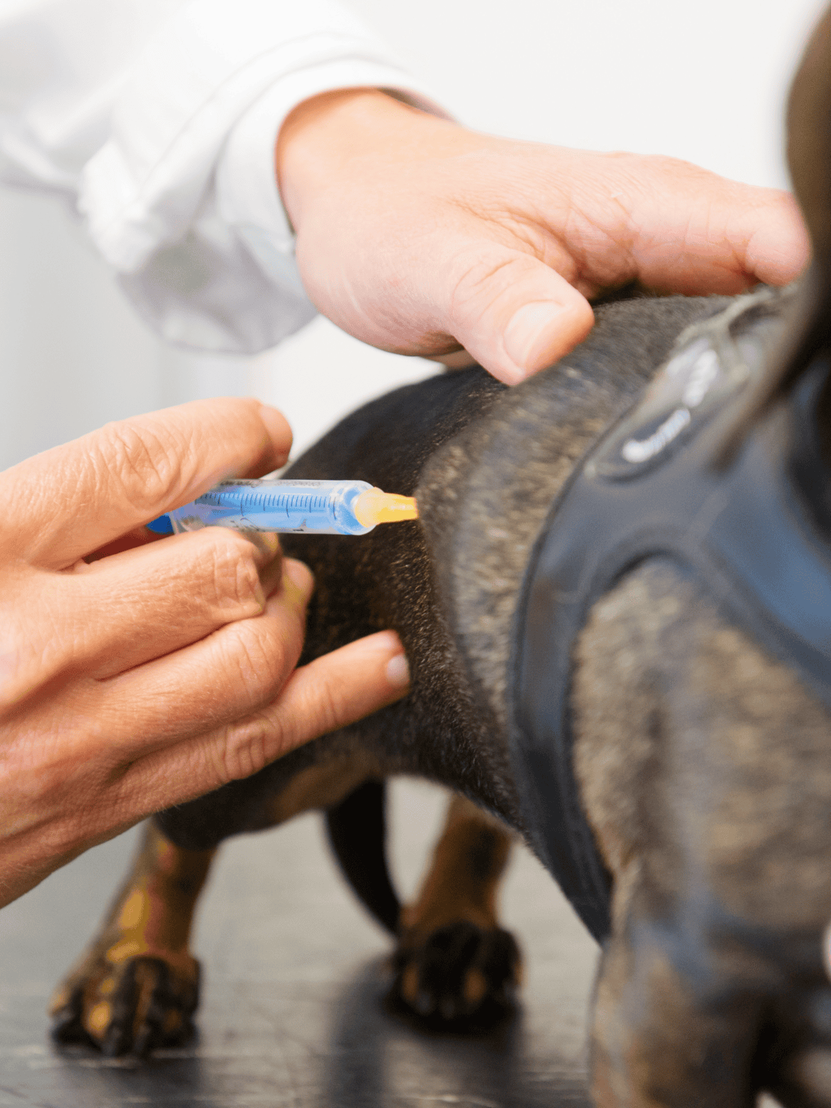 Alt: Veterinarian giving a dog a vaccination for health and wellness care.