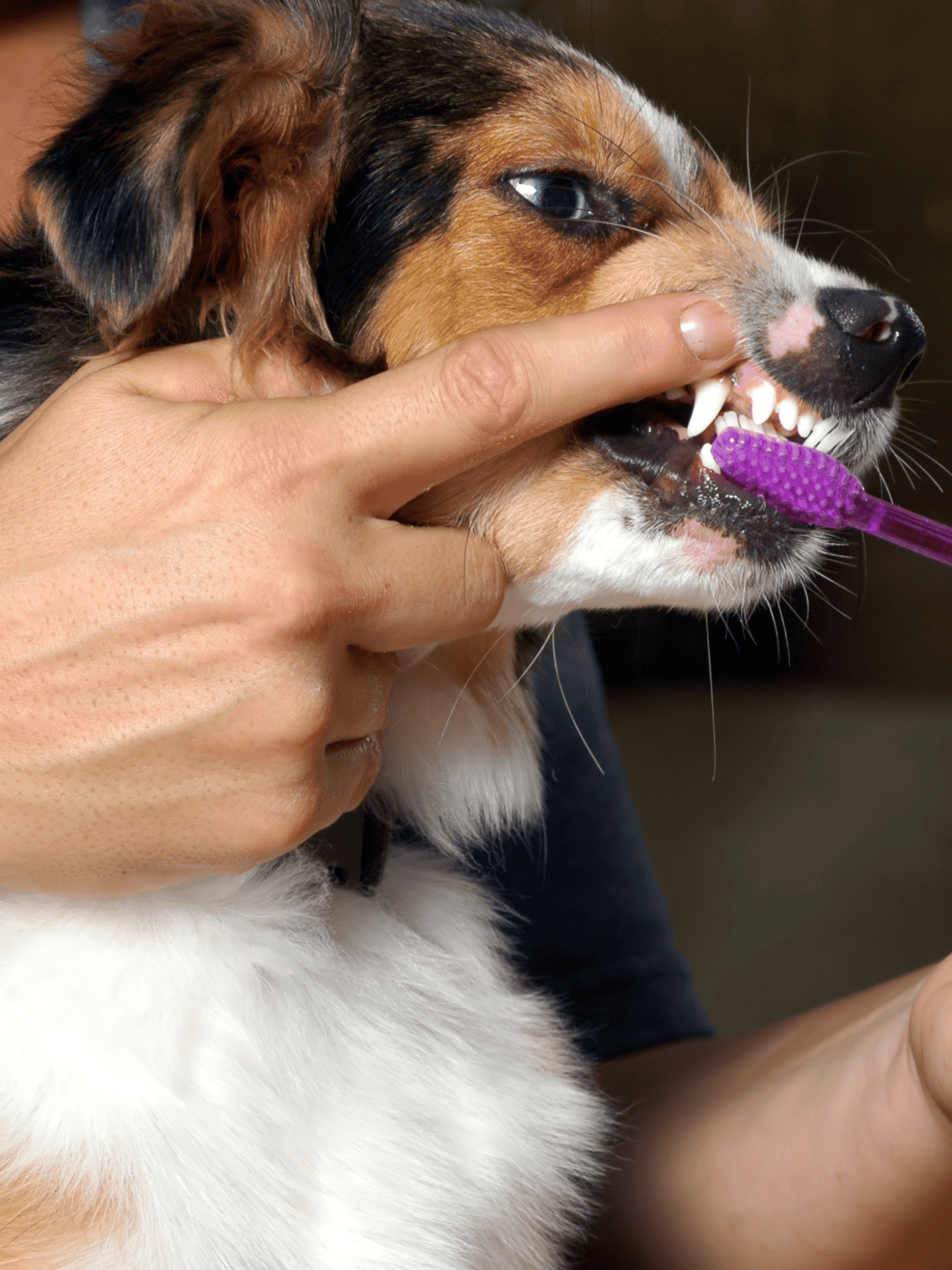 Close-up of a dog getting its teeth brushed with a purple toothbrush for pet dental care.