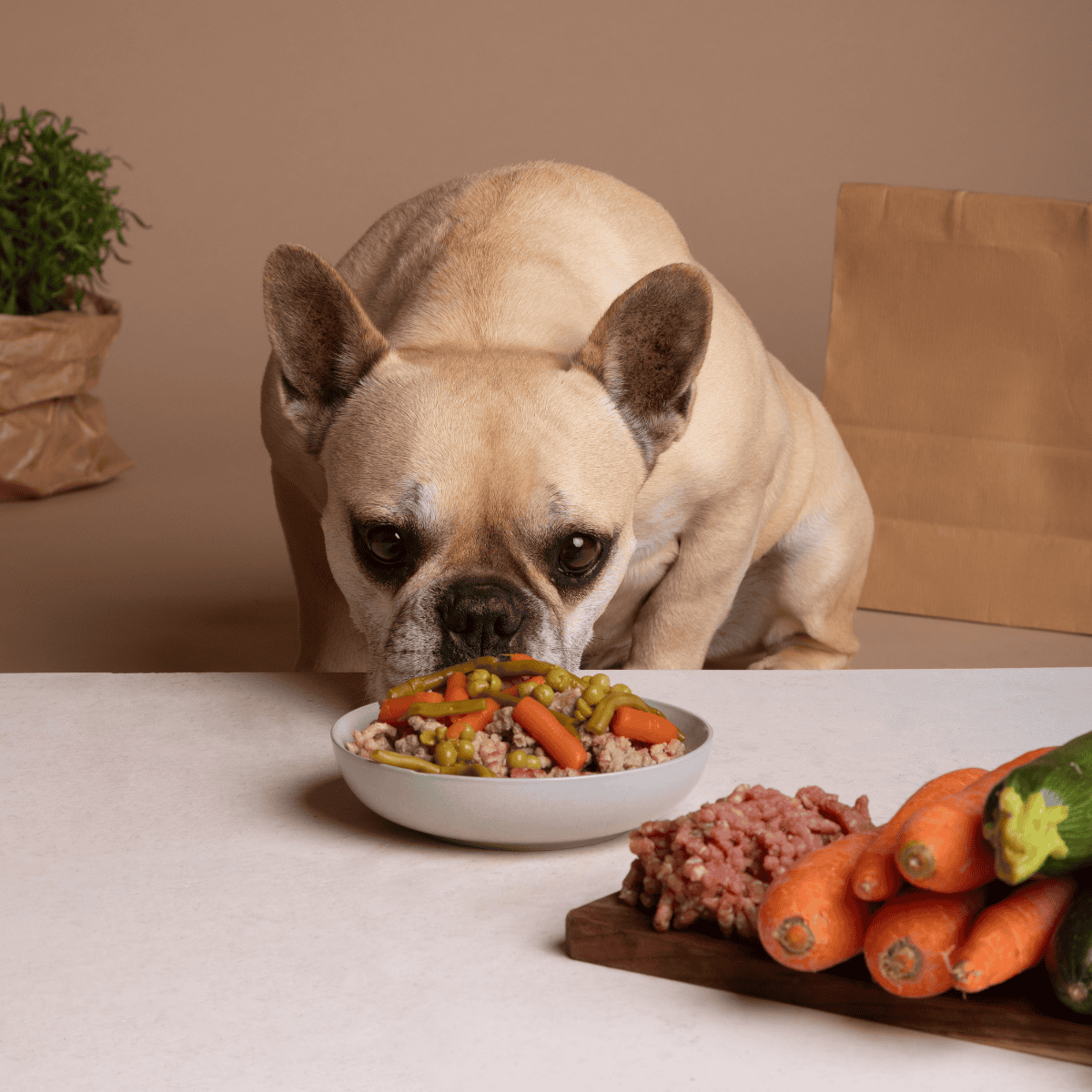 Dog face close-up with bowl of nutritious mixed dog food and fresh vegetables on a table.