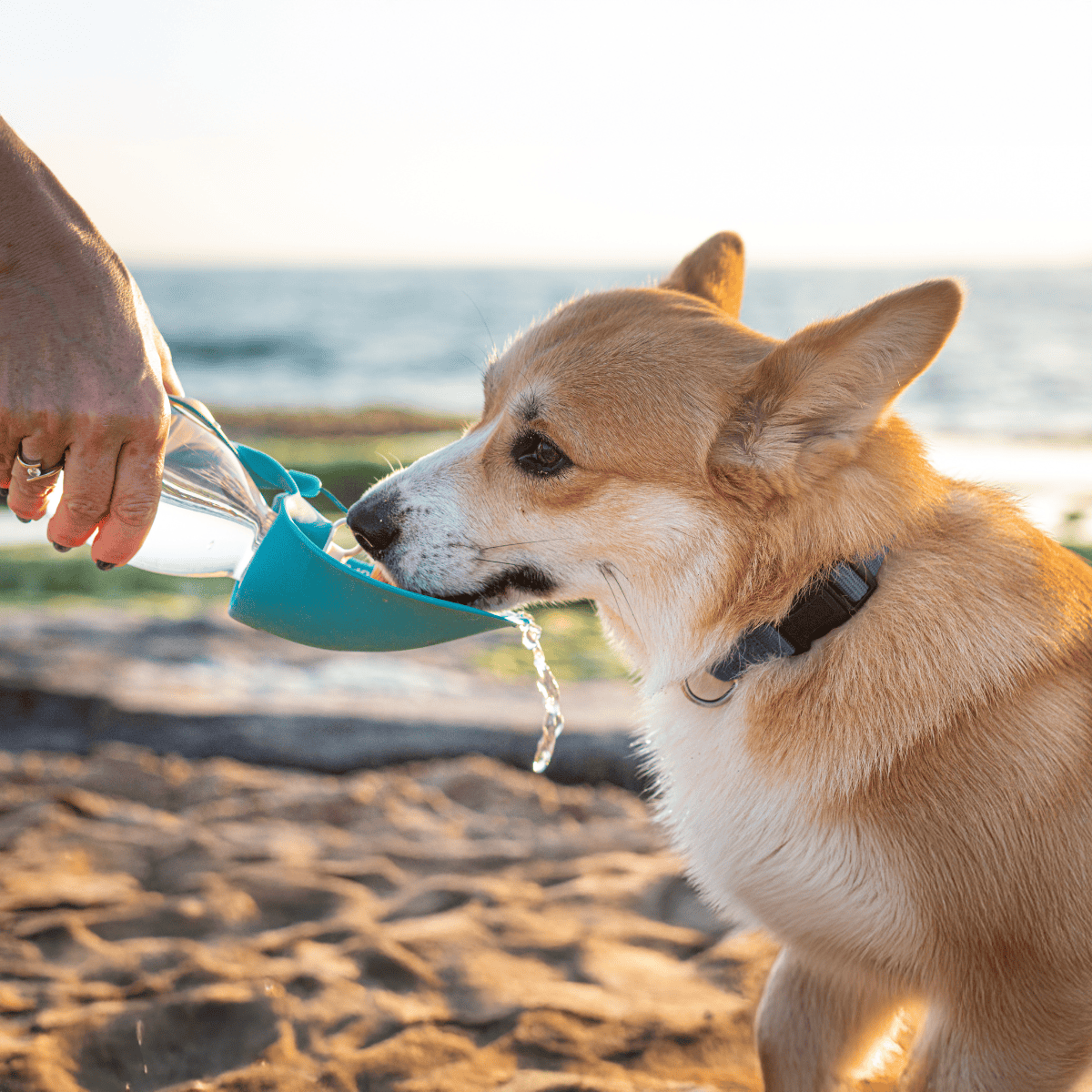 Dog drinking water from portable bottle on beach, summer outdoor activity, healthy pet hydration.