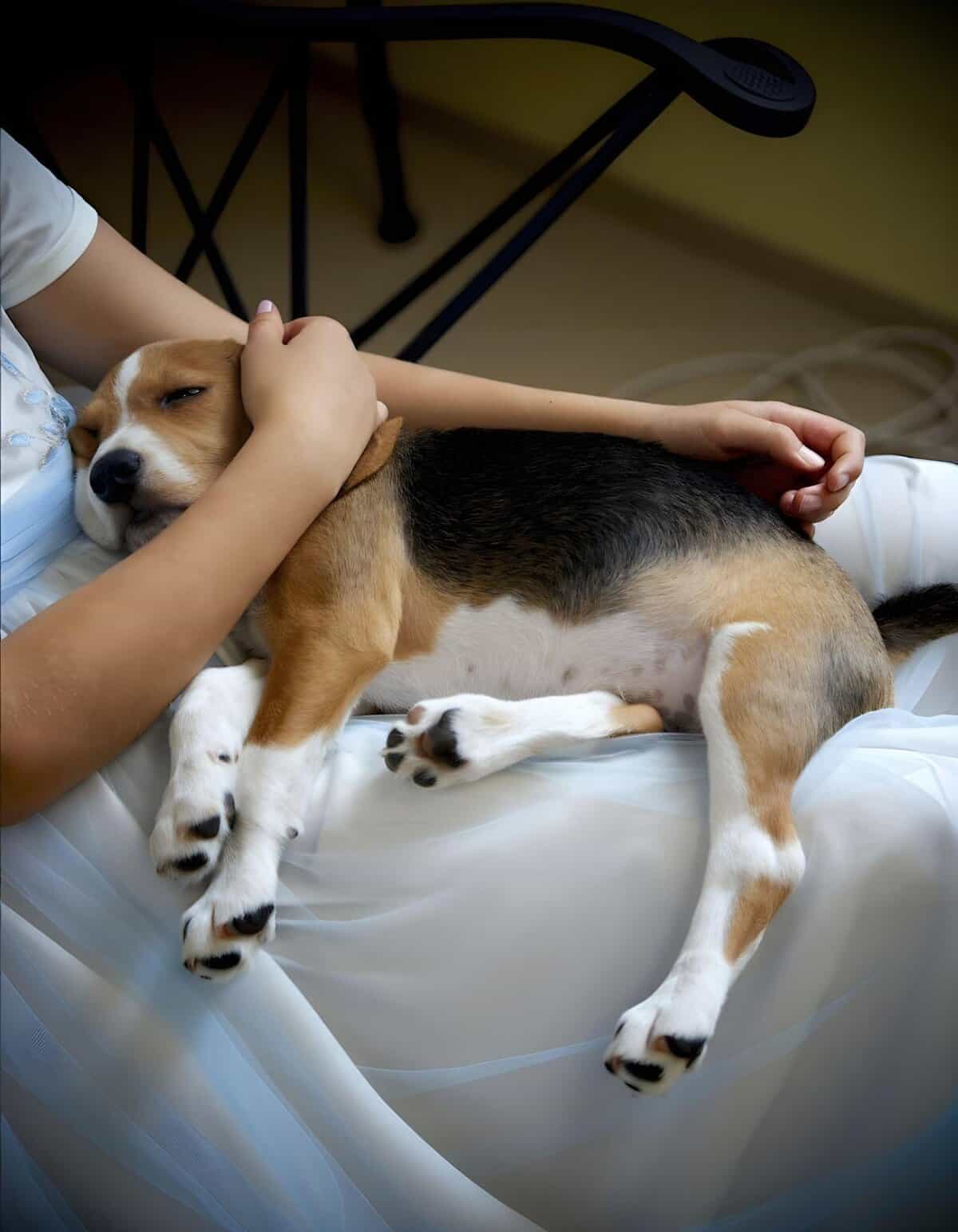 Adorable puppy resting on person’s lap, pet comfort, dog love, dog therapy for relaxation and stress relief.