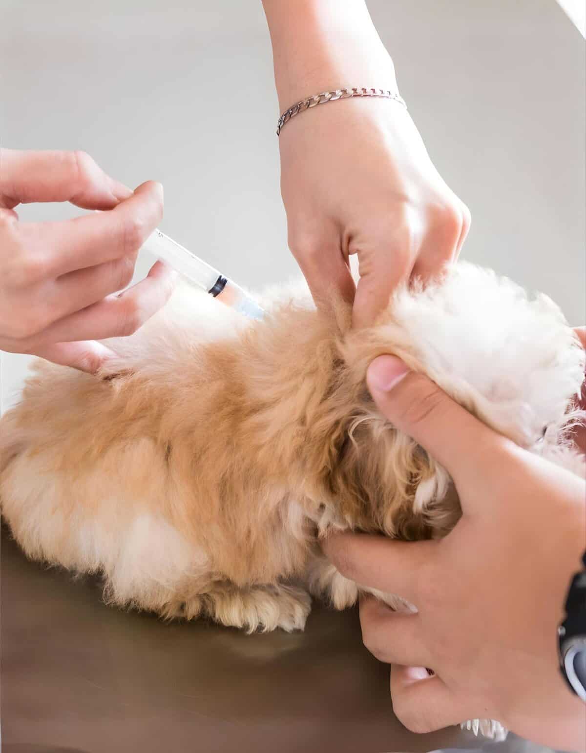 Dog receiving vaccination shot from veterinarian for health protection.