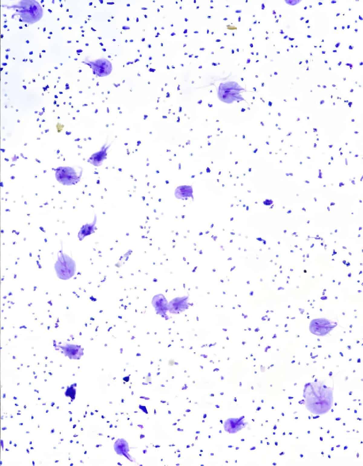 Dog cell microscopic view, pet health, cellular analysis.