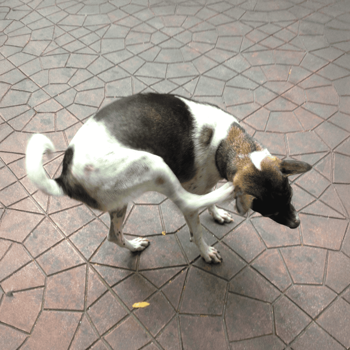Dog playing on patterned outdoor pavement, small breed with black and white fur.