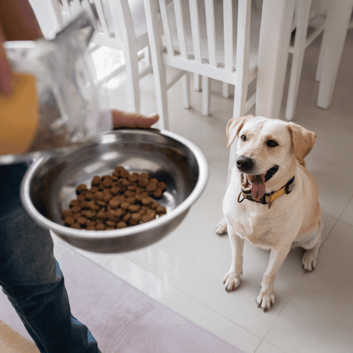 A happy Labrador sitting patiently as owner prepares to feed it dog food from a metal bowl, highlighting dog care and pet nutrition.