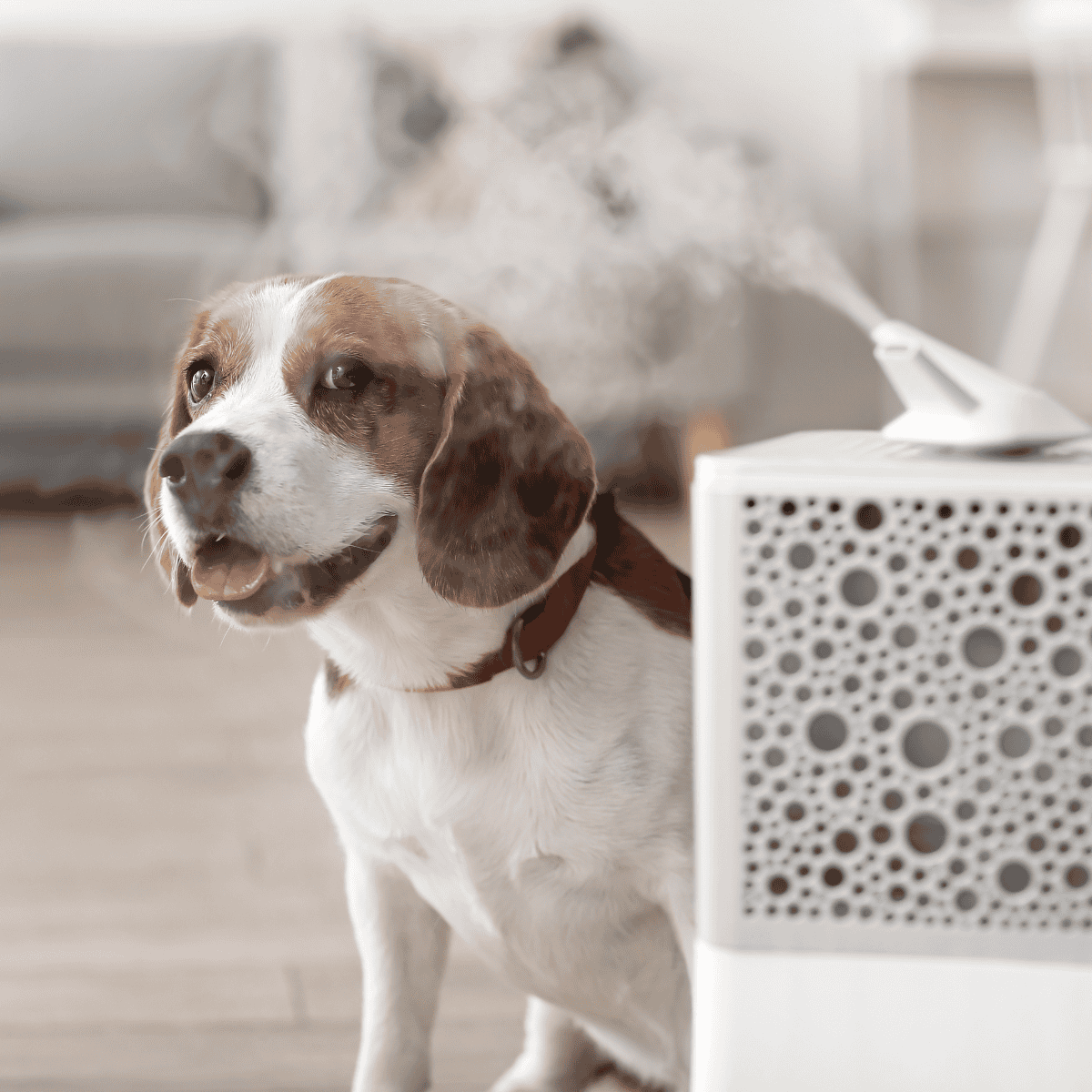 Dog with steam inhaler, establishing a clean and healthy environment for pets.