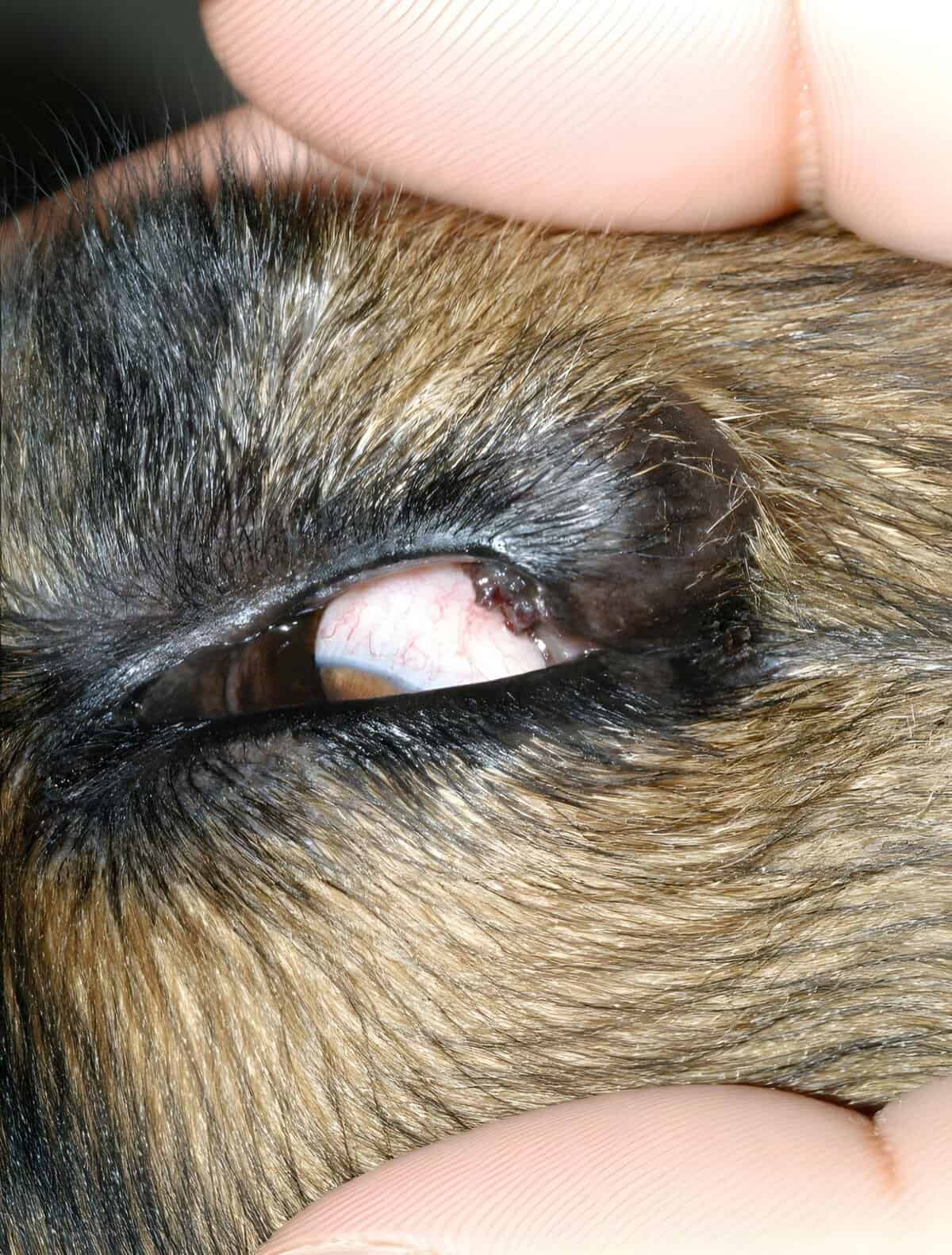 Close-up of a dog's eye showing signs of infection or irritation.