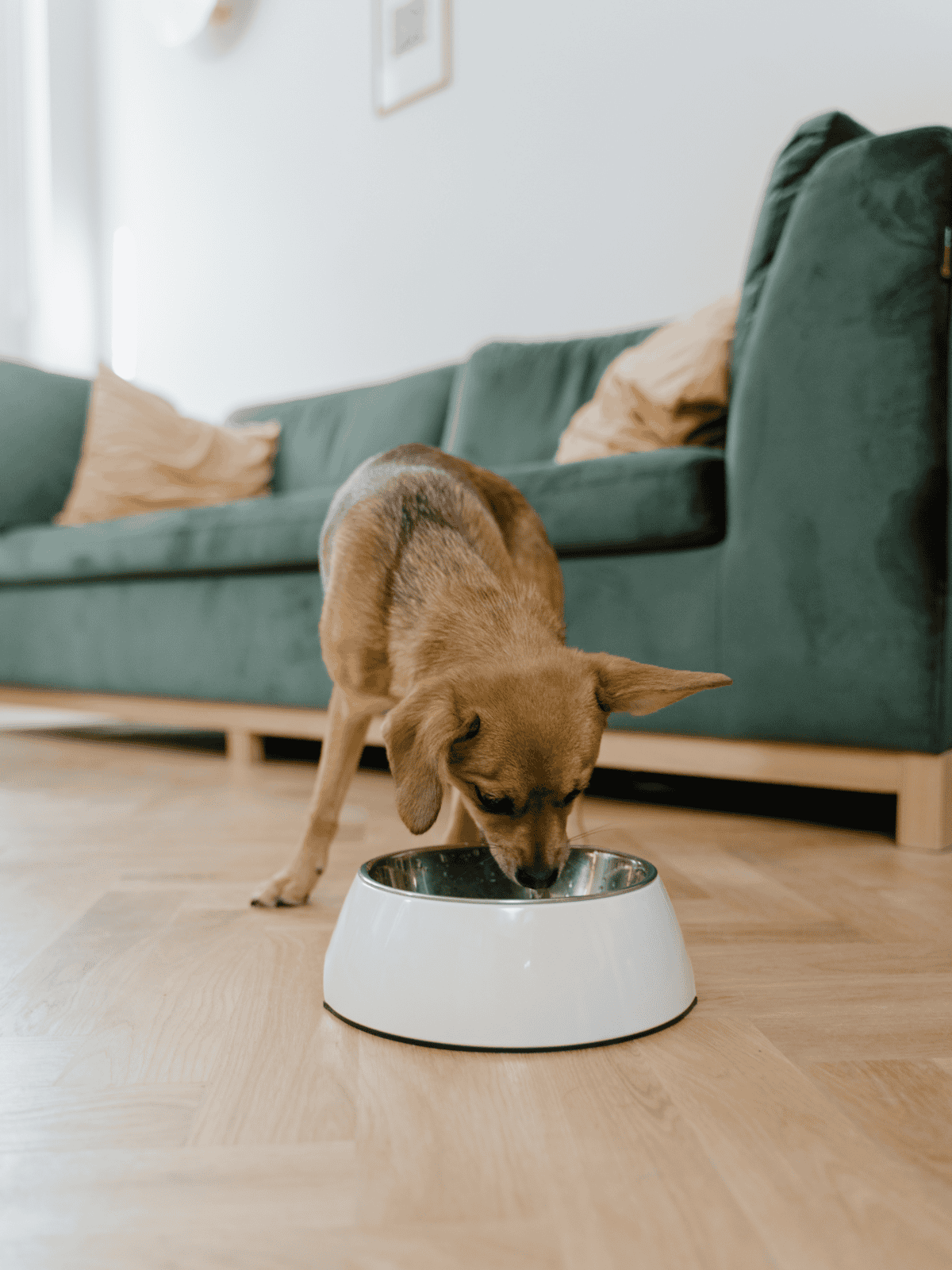 Dog eating from stainless steel pet bowl on wooden floor in living room.