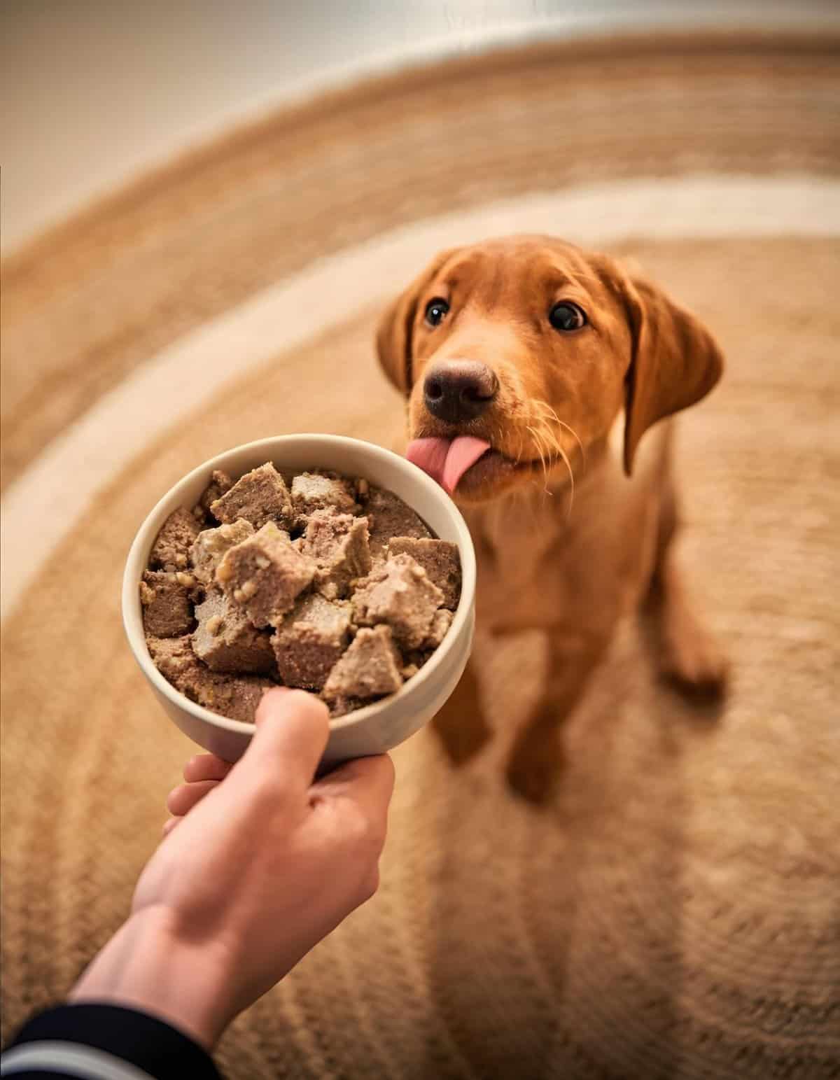 Close-up of a cute puppy eagerly licking food in bowl, highlighting dog food and pet nutrition.