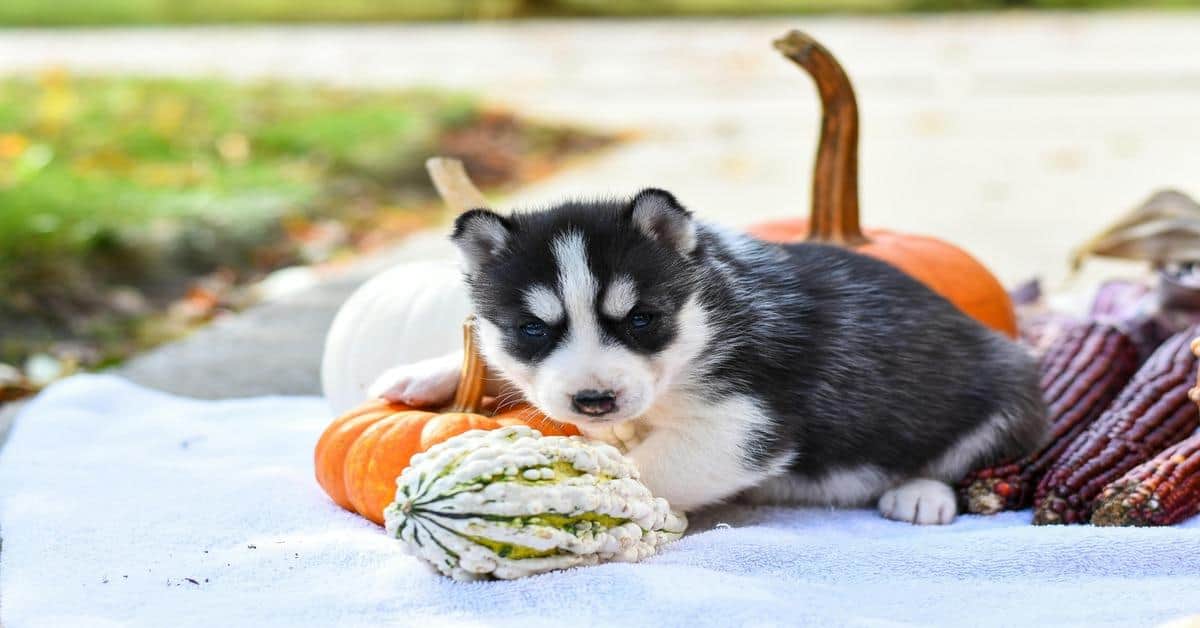 Adorable husky puppy resting among pumpkins and gourds for a cozy fall seasonal setting.