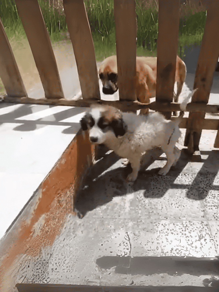 Dog looking through wooden fence, outdoor yard scene.