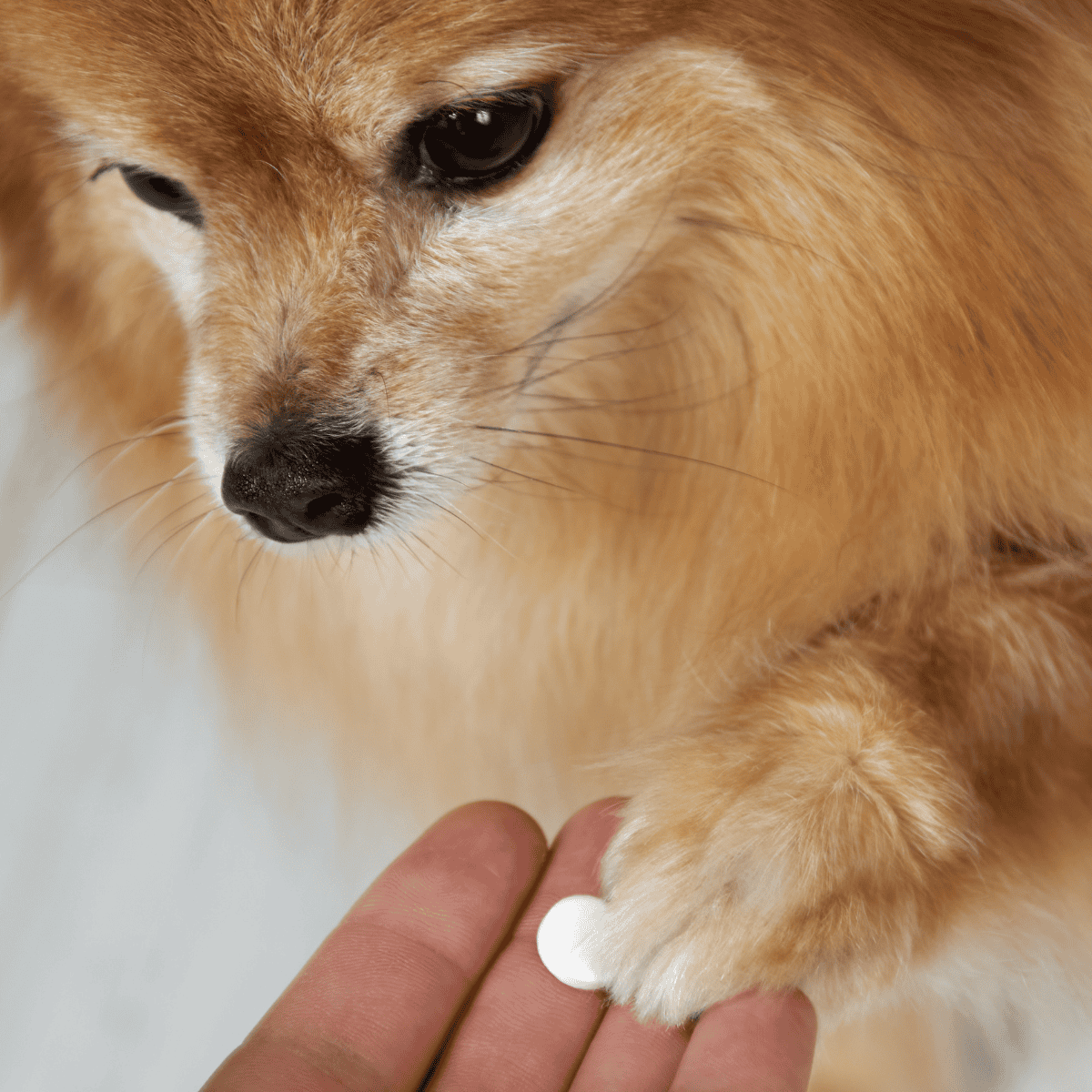Close-up of a small dog’s paw with a white pill placed on the paw, emphasizing medication administration.