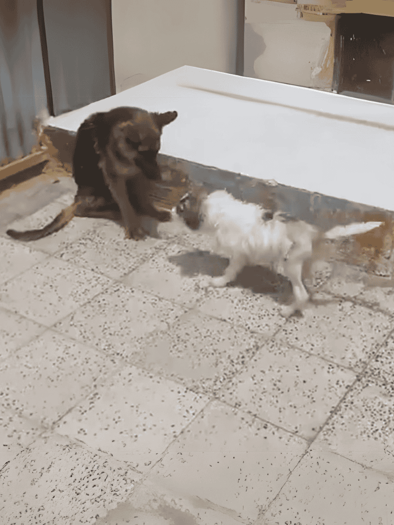 Adorable puppy playing with adult dog indoors, fostering socialization and fun.