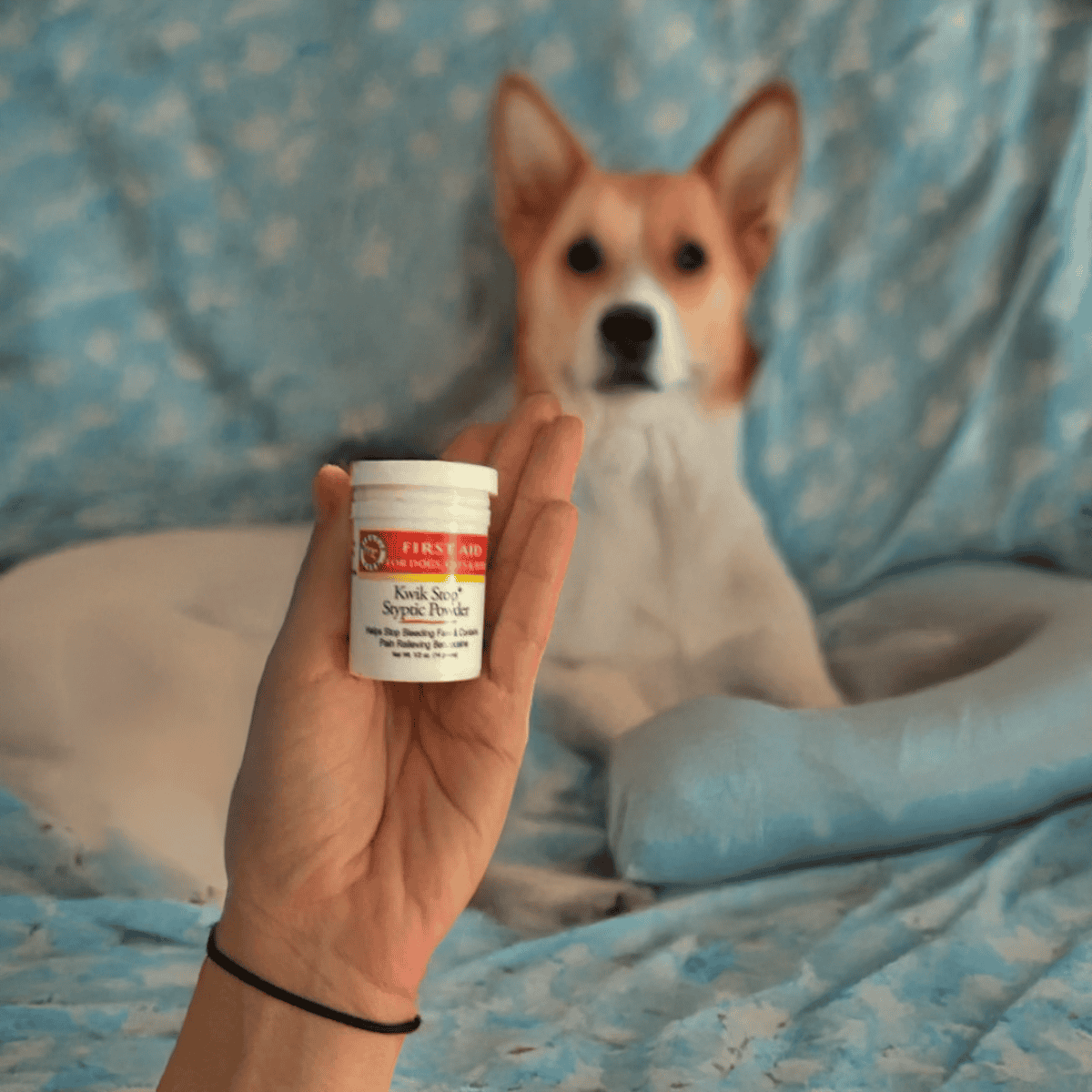 Dog supplement pills for pet health.