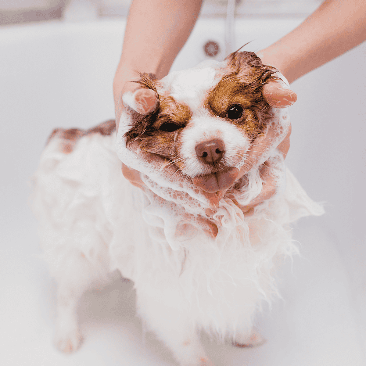 Dog bathing and grooming services for healthy, shiny coats.