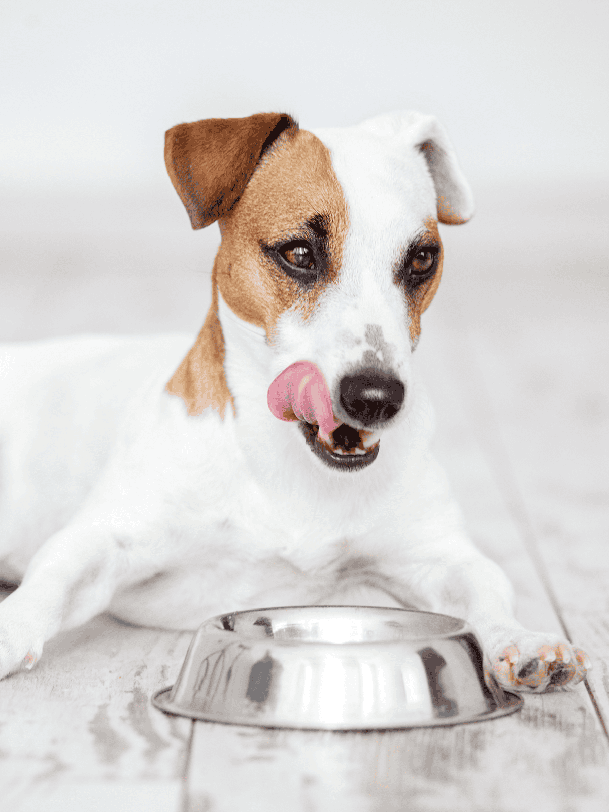 Dog enjoying meal time with a clean metal dog bowl.