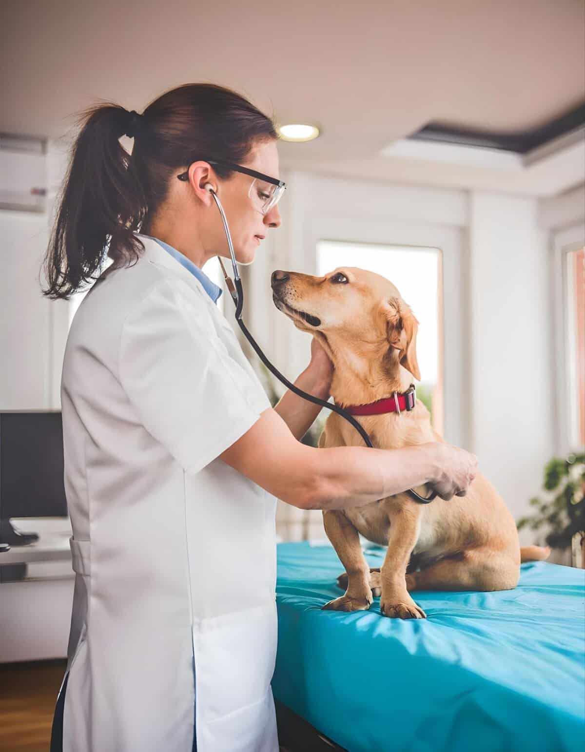 Friendly veterinarian checking a cute dog with a stethoscope.