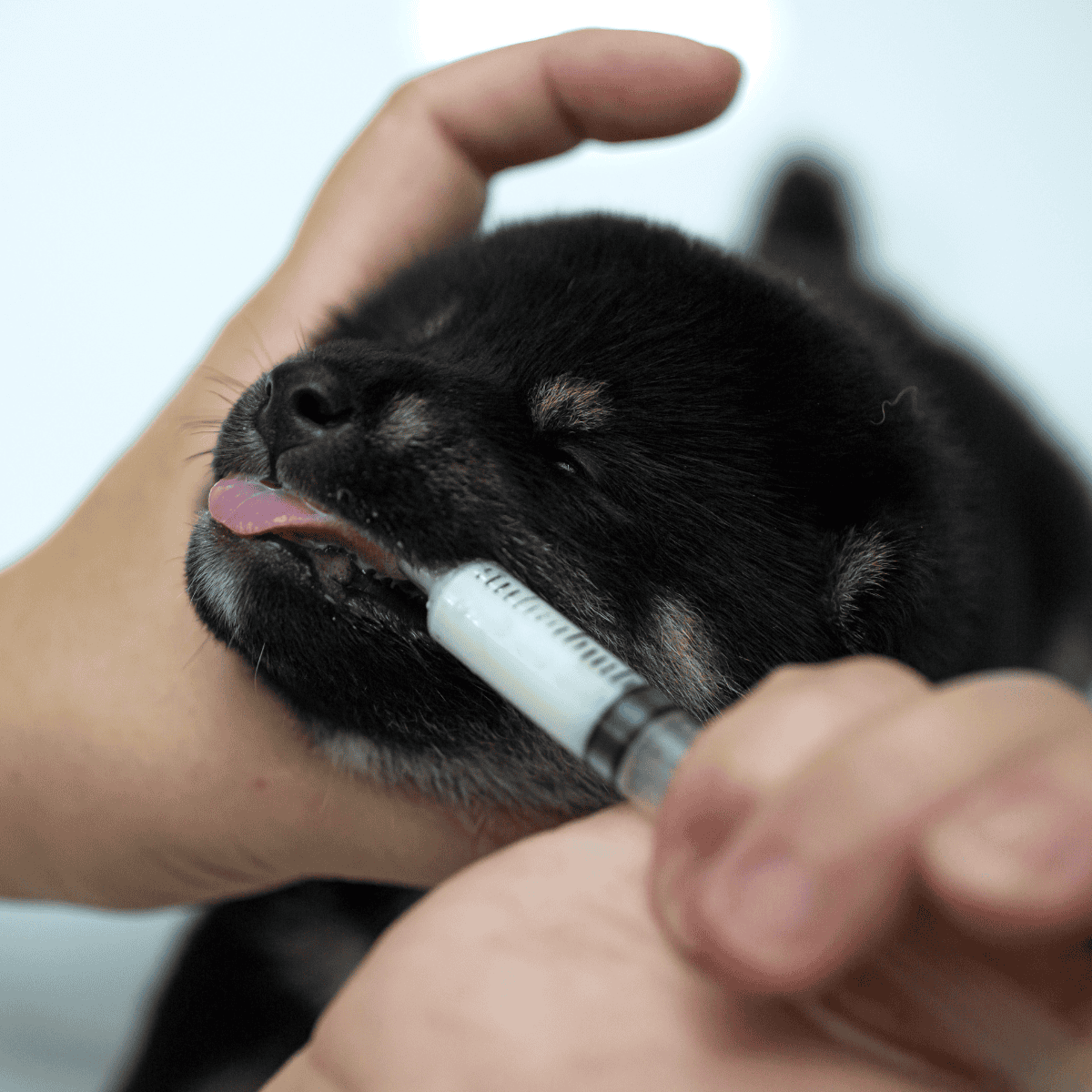 Alt text: Veterinarian giving vaccine to a black puppy with closed eyes and a pink tongue.