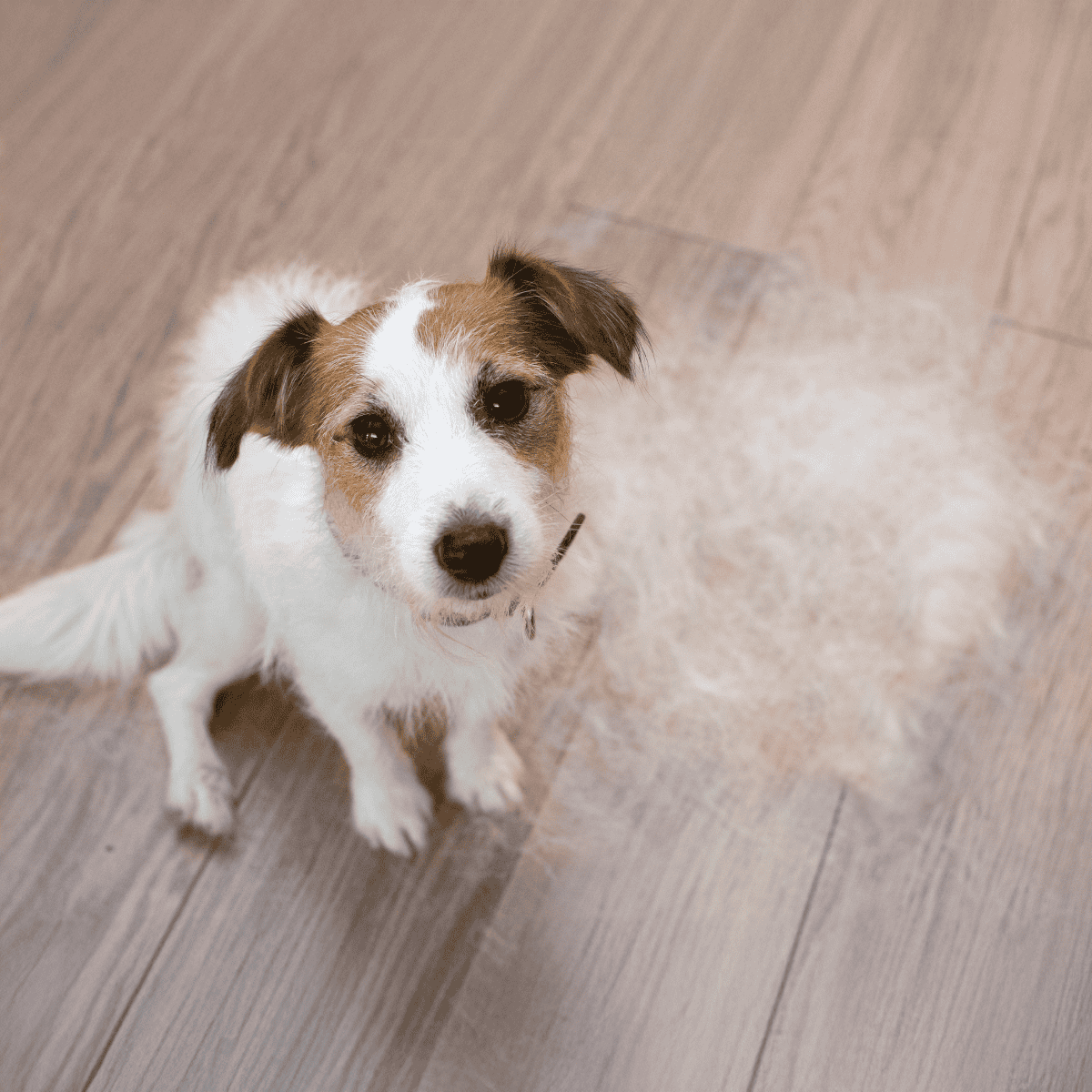 Adorable mixed breed dog with brown and white fur, sitting on hardwood floor.