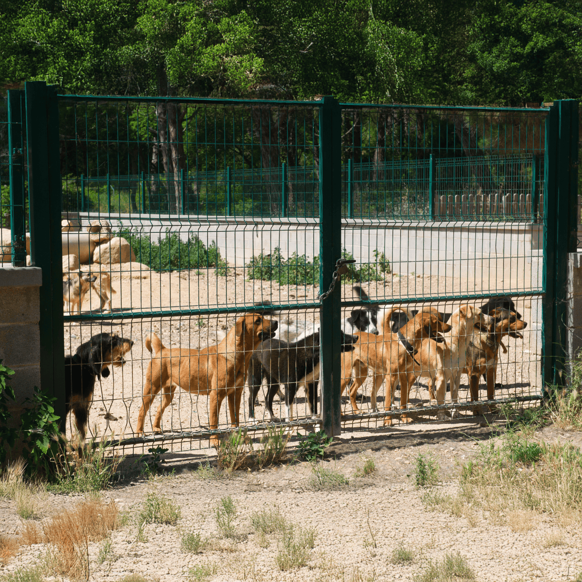Fenced dog enclosure in a sunny outdoor setting for safe dog play and containment.
