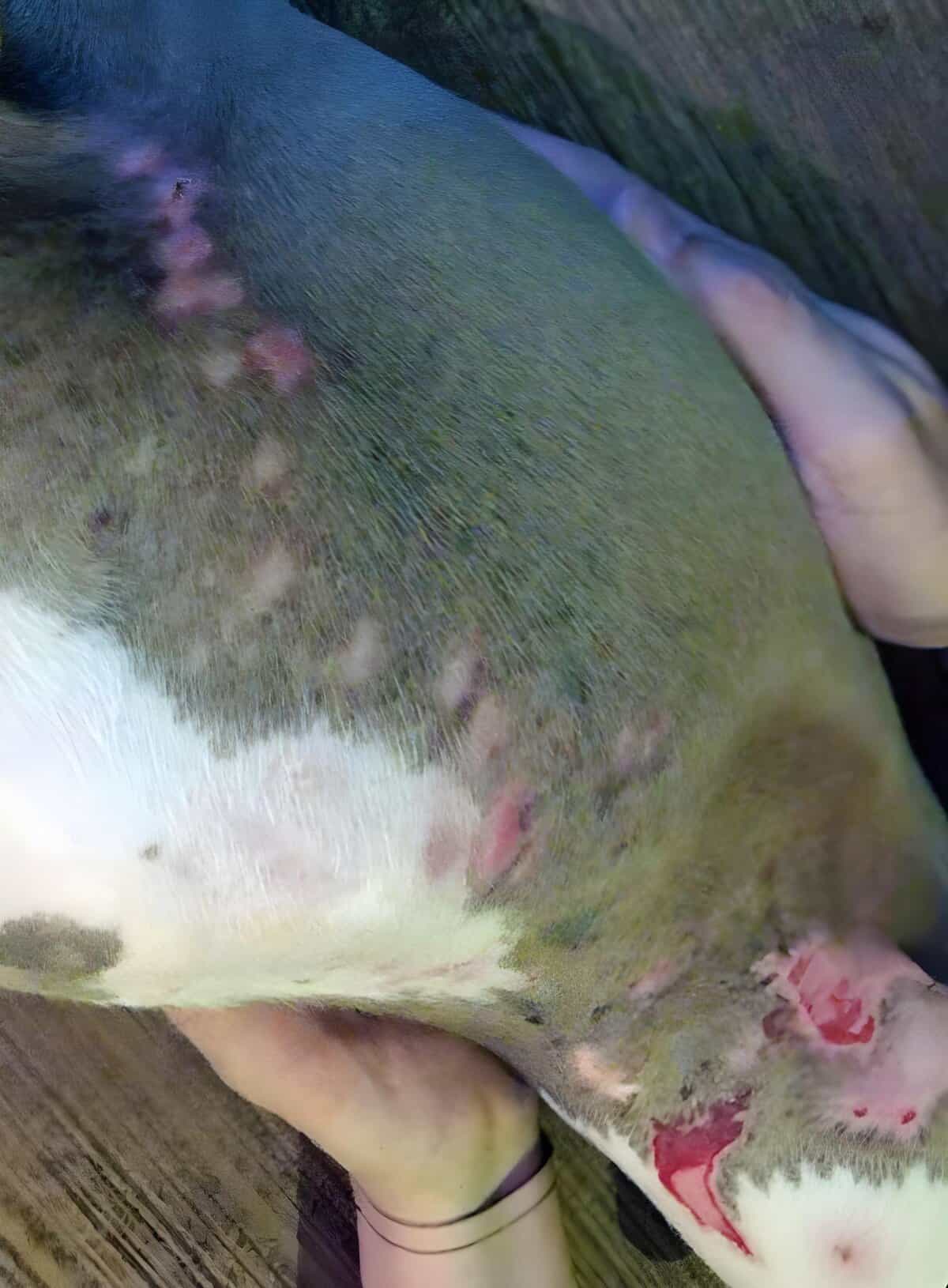 Close-up of dog’s irritated skin with redness and inflammation on the belly area.