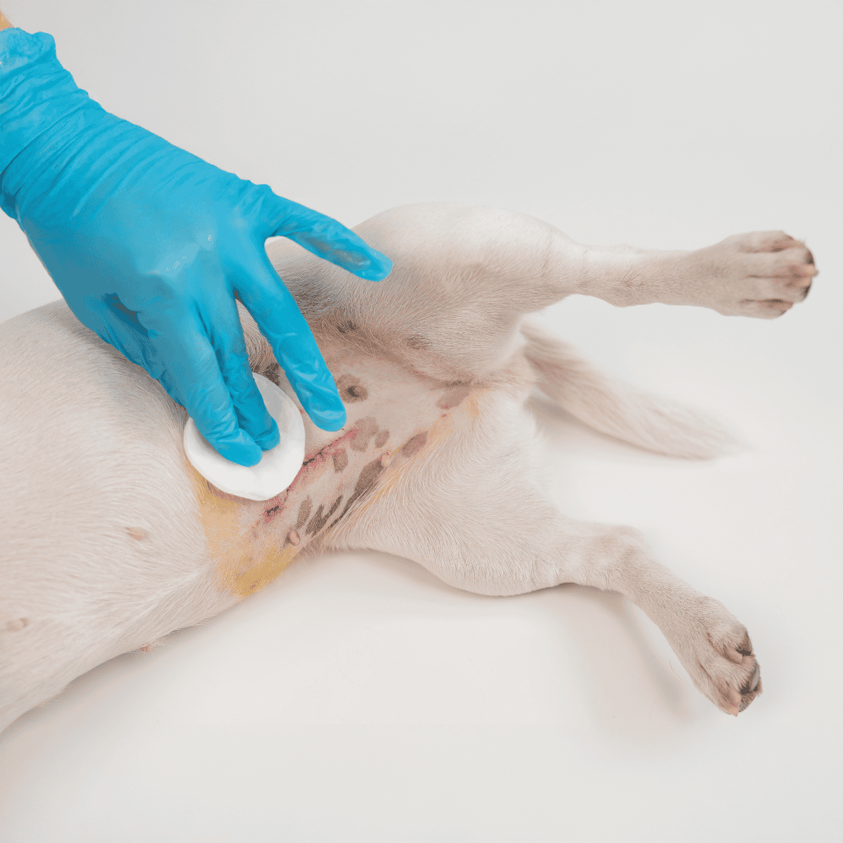 Dog receiving spay surgery with veterinarian.