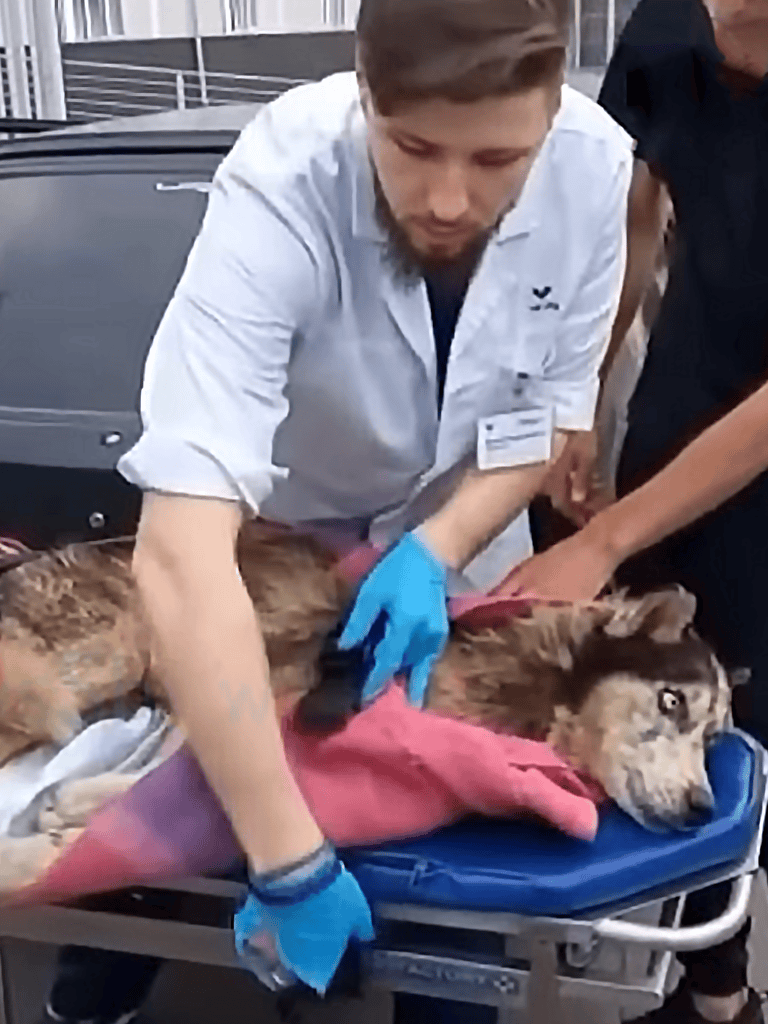 Pet veterinarian performing emergency treatment on injured dog.
